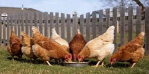 Why do Pelleted Feeds Improve Egg Production in Layers?