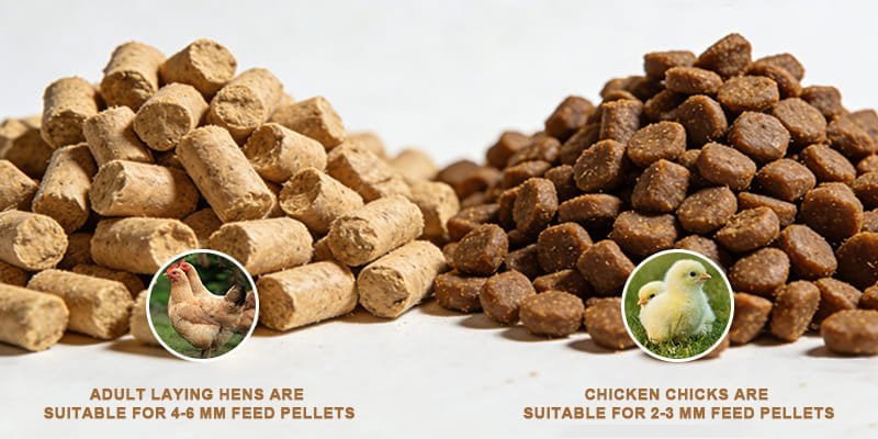 a side-by-side comparison of small crumbles and larger feed pellets