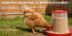 Homemade Layer Chicken Feed Formula for High Egg Production