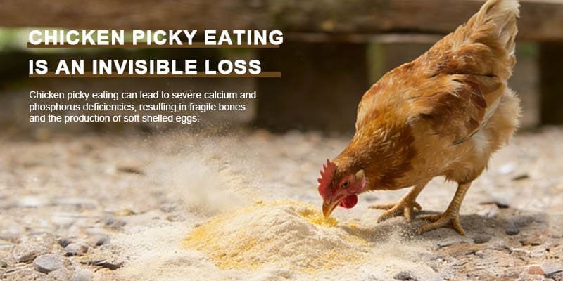 Selective Feeding in Chickens a chicken's beak picking through loose mash feed, leaving dust behind