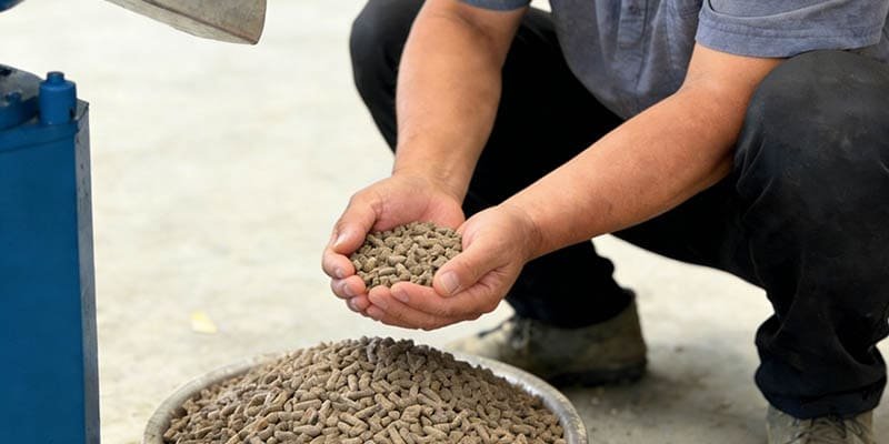 A close-up shot of uniform animal feed pellets in a farmer's hand.