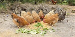 Máquinas peletizadoras de alimento para animales guía completa para ganado, gallinas y cerdos